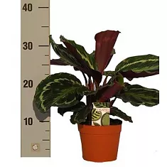 Калатея Медальон - Calathea roseopicta D12 H30