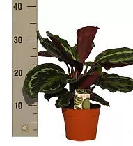 Калатея Медальон - Calathea roseopicta D12 H30