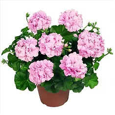 Герань (пеларгония) розовая - Pelargonium D12 H25