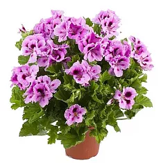 Герань (пеларгония) двух цветная - Pelargonium D12 H25