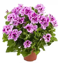 Герань (пеларгония) двух цветная - Pelargonium D12 H25