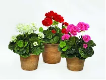 Герань (пеларгония) микс - Pelargonium D9 H15