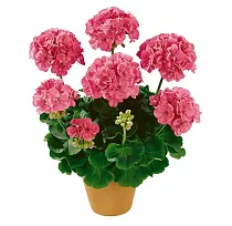 Герань (пеларгония) светло красная - Pelargonium D11 H20
