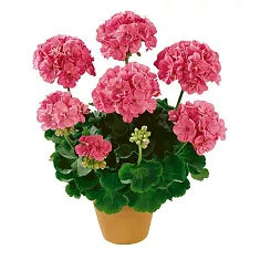 Герань (пеларгония) светло красная - Pelargonium D11 H20
