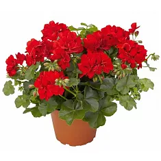 Герань (пеларгония) красная - Pelargonium D12 H25