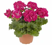 Герань (пеларгония) пурпурная - Pelargonium D12 H25
