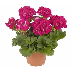 Герань (пеларгония) пурпурная - Pelargonium D12 H25