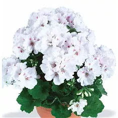 Герань (пеларгония) белая - Pelargonium D12 H25