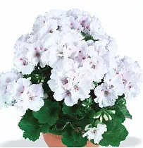Герань (пеларгония) белая - Pelargonium D12 H25