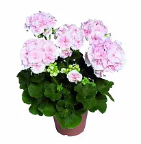 Герань (пеларгония) светло розовая - Pelargonium D9 H15