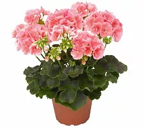 Герань (пеларгония) светло красная - Pelargonium D12 H25
