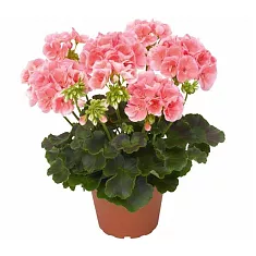 Герань (пеларгония) светло красная - Pelargonium D12 H25