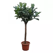 Фикус Лирата штамб - Ficus Lyrata On Stem D50 H270