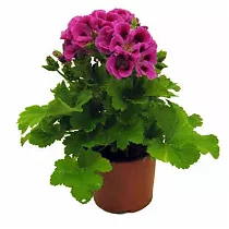 Герань (пеларгония) пурпурная - Pelargonium D9 H15