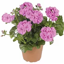 Герань (пеларгония) светло розовая -  Pelargonium D11 H20