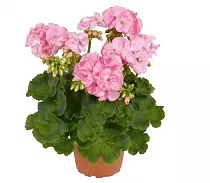 Герань (пеларгония) розовая - Pelargonium D9 H15