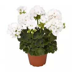 Герань (пеларгония) белая - Pelargonium D9 H15