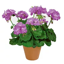 Герань (пеларгония) - Pelargonium D11 H20