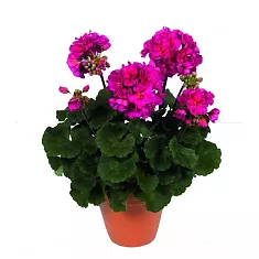 Герань (пеларгония) малиновая - Pelargonium D9 H15