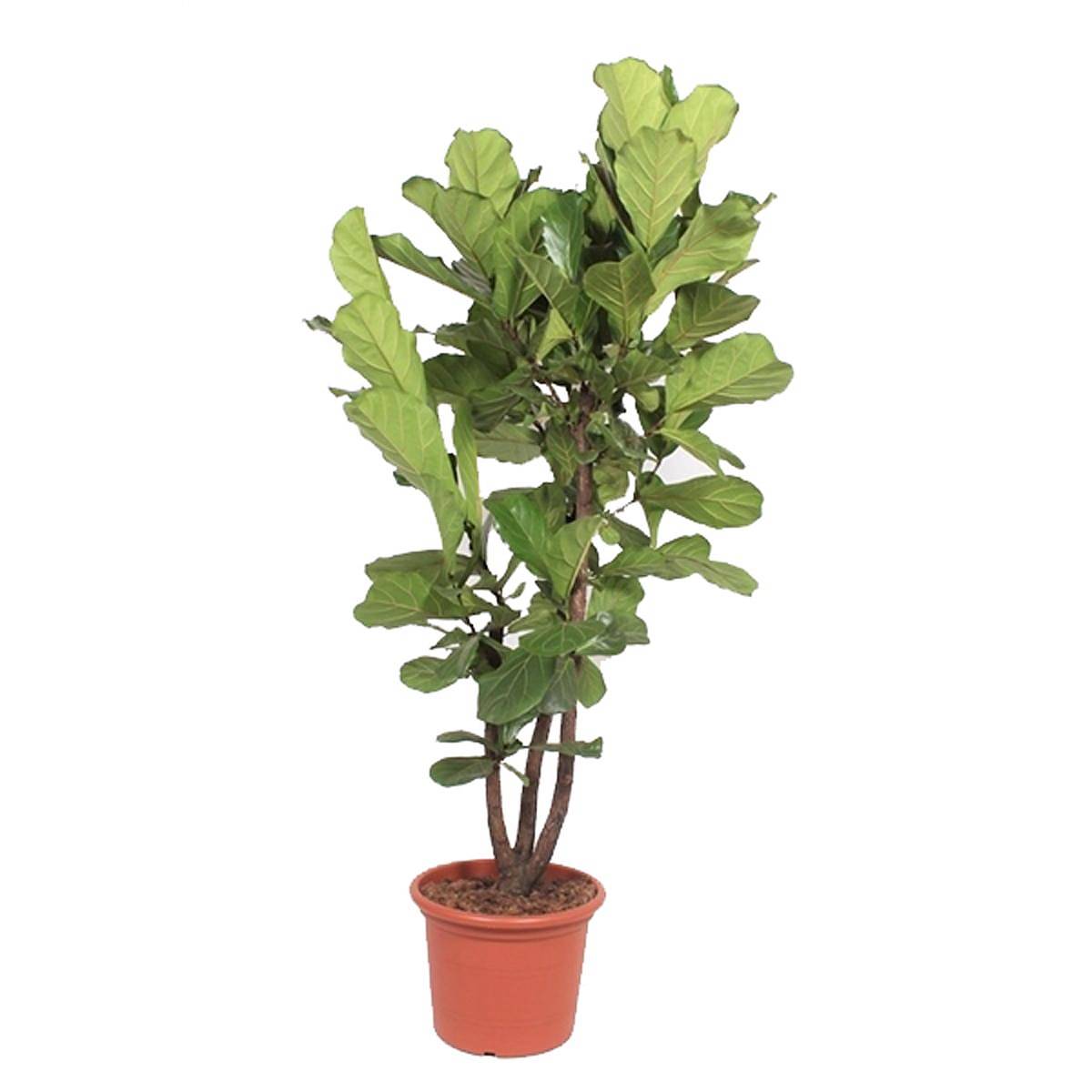 Фикус Лирата бранч - Ficus Lyrata Branched D50 H230