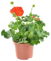Пеларгония (герань)  зональная - Pelargonium D12 H20 
