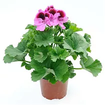 Герань (пеларгония) малиновая с розовым- Pelargonium D9 H15