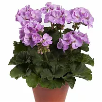 Герань (пеларгония) розовая - Pelargonium D11 H20