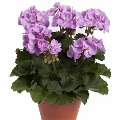 Герань (пеларгония) розовая - Pelargonium D11 H20