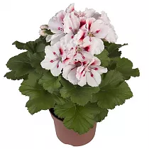 Пеларгония (герань)  королевская - Pelargonium D12 H20