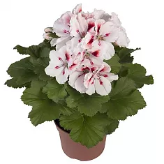 Пеларгония (герань)  королевская - Pelargonium D12 H20