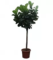 Фикус Лирата штамб - Ficus Lyrata On Stem D60 H300