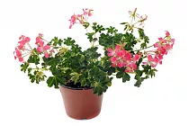 Пеларгония (герань) плющелистная - Pelargonium D12 H20