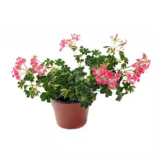 Пеларгония (герань) плющелистная - Pelargonium D12 H20