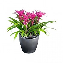Гусмания 4 штуки + Lechuza CLASSICO Color 28