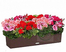 Пеларгония 12 штук + Lechuza Balconera 80