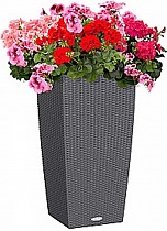 Бегония 4 штуки + Lechuza CUBICO Cottage 30