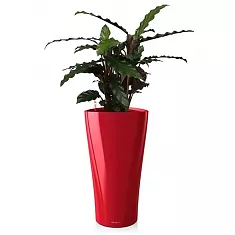 Калатея Руфибарба + Lechuza DELTA 30