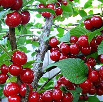 Вишня войлочная Алиса - Prunus tomentosa Alisa 3-5 ltr, 80-100см