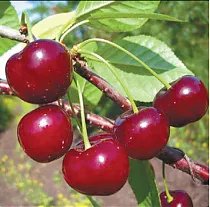 Вишня обыкновенная Апухтинская - Prunus cerasus Apuhtinskaya 3-5 ltr, 80-100см
