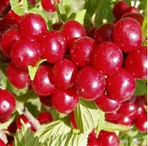 Вишня войлочная Огонек - Prunus tomentosa Ogonjek 3-5 ltr, 80-100см