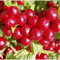 Вишня войлочная Огонек - Prunus tomentosa Ogonjek 3-5 ltr, 80-100см