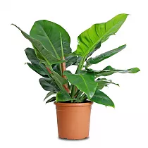 Филодендрон Империал Грин - Philodendron Imperial Green D35 H100