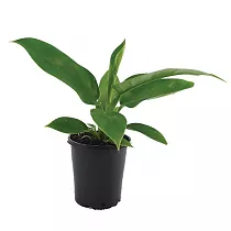 Филодендрон Грин Империал -Philodendron Imperial Green  D12 H25