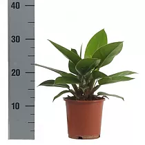 Филодендрон Грин Империал - Philodendron Imperial Green D15 H35