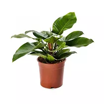 Филодендрон Империал Грин - Philodendron Imperial Green D24 H60