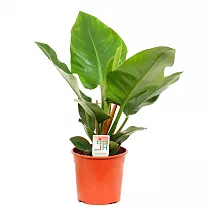 Филодендрон Империал Грин - Philodendron Imperial Green D29 H65