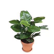 Филодендрон Грин Империал - Philodendron Imperial Green D30 H70