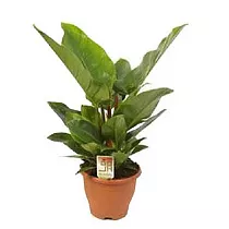 Филодендрон Империал Грин - Philodendron Imperial Green D27 H80