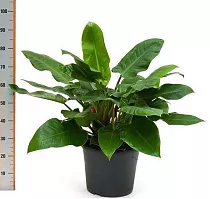 Филодендрон Империал Грин - Philodendron Imperial Green D35 H90