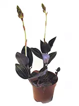 Лудисия- Ludisia D11 H25